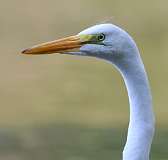 1: egret-7D2_3494