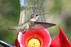 1: hummingbird-7D2_3941