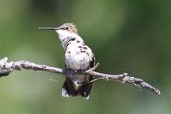 2: hummingbird-7D2_3963