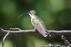 3: hummingbird-7D2_4042