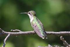 4: hummingbird-7D2_4069