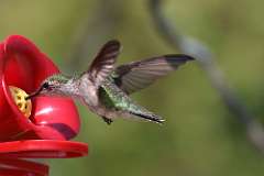 5: hummingbird-7D2_4142