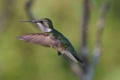 6: hummingbird-7D2_4144