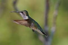 7: hummingbird-7D2_4145