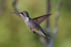 8: hummingbird-7D2_4146