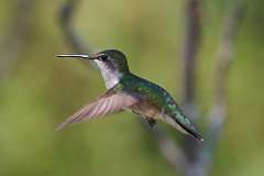 9: hummingbird-7D2_4149