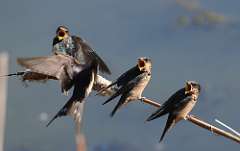 4: barn-swallow-7D2_4564