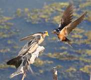 2: barn-swallow-7D2_4695