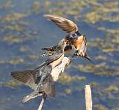 1: barn-swallow-7D2_4696