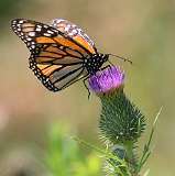 5: monarch-7D2_4536