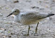 7: red-knot-7D2_4867