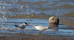 8: terns-7D2_5034