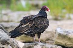 1: vulture-7D2_5306