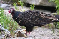 5: vulture-7D2_5457