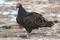 2: vulture-7D2_5480