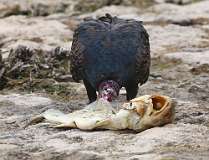 3: vulture-7D2_5638