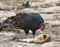 4: vulture-7D2_5717