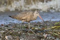 1: marbled-godwit-7D2_5868