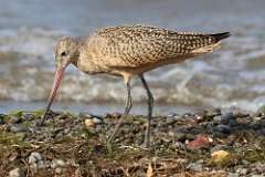 2: marbled-godwit-7D2_6299