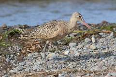 3: marbled-godwit-7D2_6371