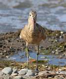 4: marbled-godwit-7D2_6519