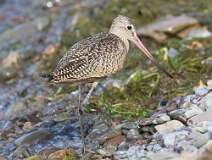 5: marbled-godwit-7D2_6557