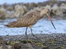 6: marbled-godwit-7D2_6659