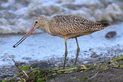 7: marbled-godwit-7D2_6703