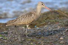 8: marbled-godwit-7D2_6842