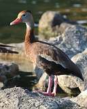 7: Black-bellied whistling duck-7D2_7488