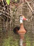 5: Black-bellied whistling duck-7D2_7510