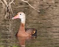 6: Black-bellied whistling duck-7D2_7537