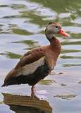 2: whistling duck-7D2_7093