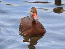 3: whistling duck-7D2_7176