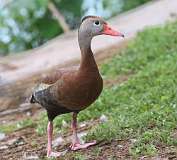 4: whistling duck-7D2_7284