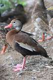 1: whistling-duck-7D2_6994