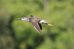 1: Greater yellowlegs 7D2_8014