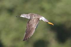 2: Greater yellowlegs 7D2_8015