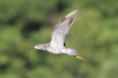 3: Greater yellowlegs 7D2_8016