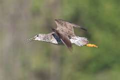 4: Greater yellowlegs 7D2_8017