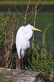 5: egret-7D2_7839