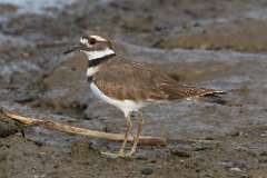 5: killdeer-7D2_8535