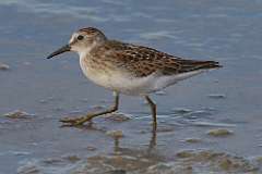 4: least-sandpiper-7D2_8418