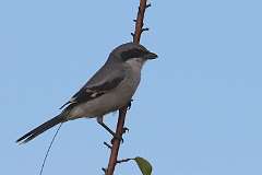 6: loggerhead shrike-7D2_8572