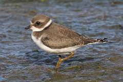 3: plover-7D2_8262