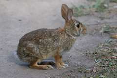 7: rabbit-7D2_8154