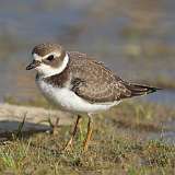 6: plover-7D2_8946