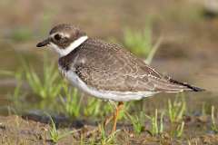 7: plover-7D2_8955