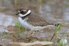 8: plover-7D2_9012