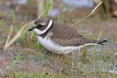 9: plover-7D2_9018